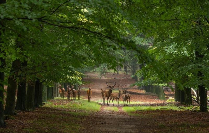 Luxe Kamer In Stadsvilla, Gratis Parkeren! Apeldoorn Buitenkant foto